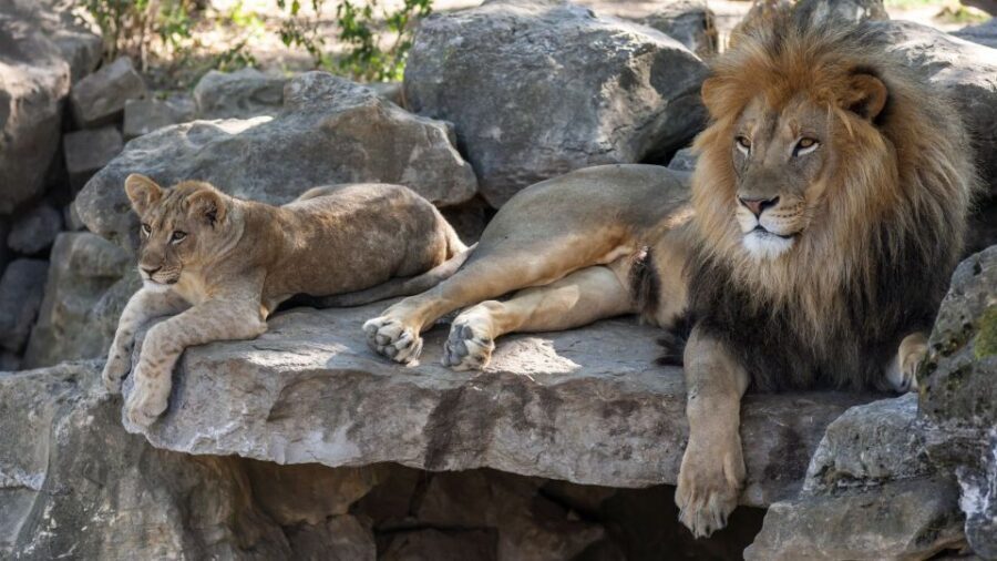 Gdansk: Oliwa Zoo with Tickets and Roundtrip Transportation - Key highlights you’ll feel right away