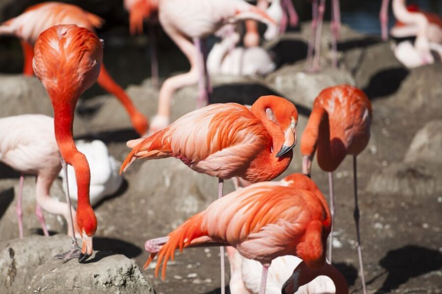 Gdansk: Oliwa Zoo with Tickets and Roundtrip Transportation - The flow of your 6-hour day (and how to use the time)