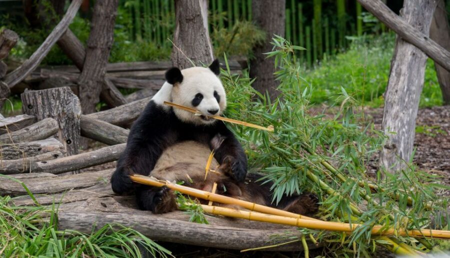Gdansk: Oliwa Zoo with Tickets and Roundtrip Transportation - Price and value: what you’re really paying for at $95 per person