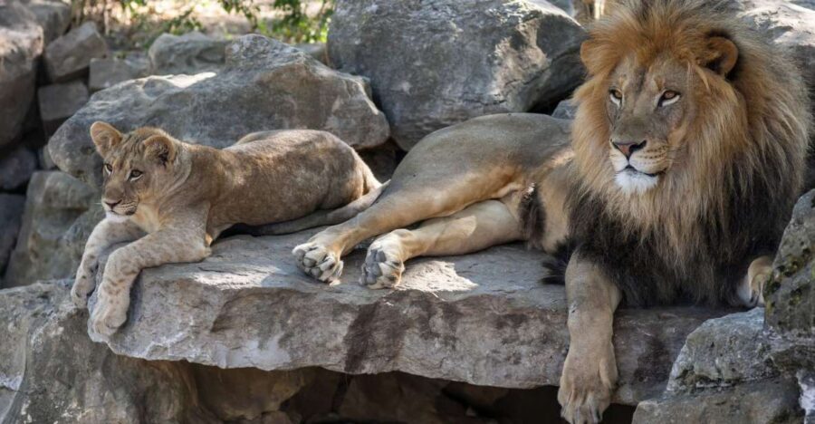 Gdansk: Oliwa Zoo with Tickets and Roundtrip Transportation - Skip-the-line tickets that turn waiting into zoo time