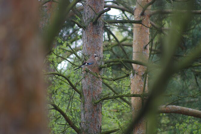 Nature Walk and Wildlife Tour in Sobieszewo Island - Who this tour suits best